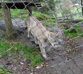 El puma