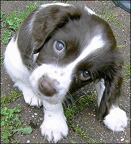 puppy-dog-eyes