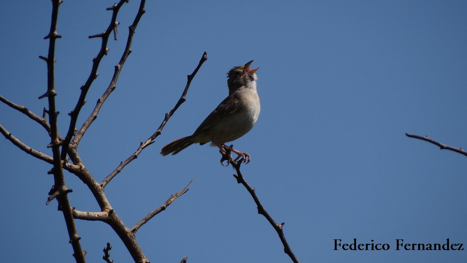 Aves Argentinas Familia EMBERIZIDAE