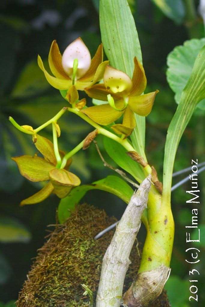 Orquidea Cycnoches haagii (foto y clasificacion) ~ Orquídeas del Perú