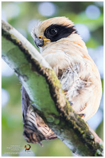 Laughing Falcon (Herpetotheres cachinnans)