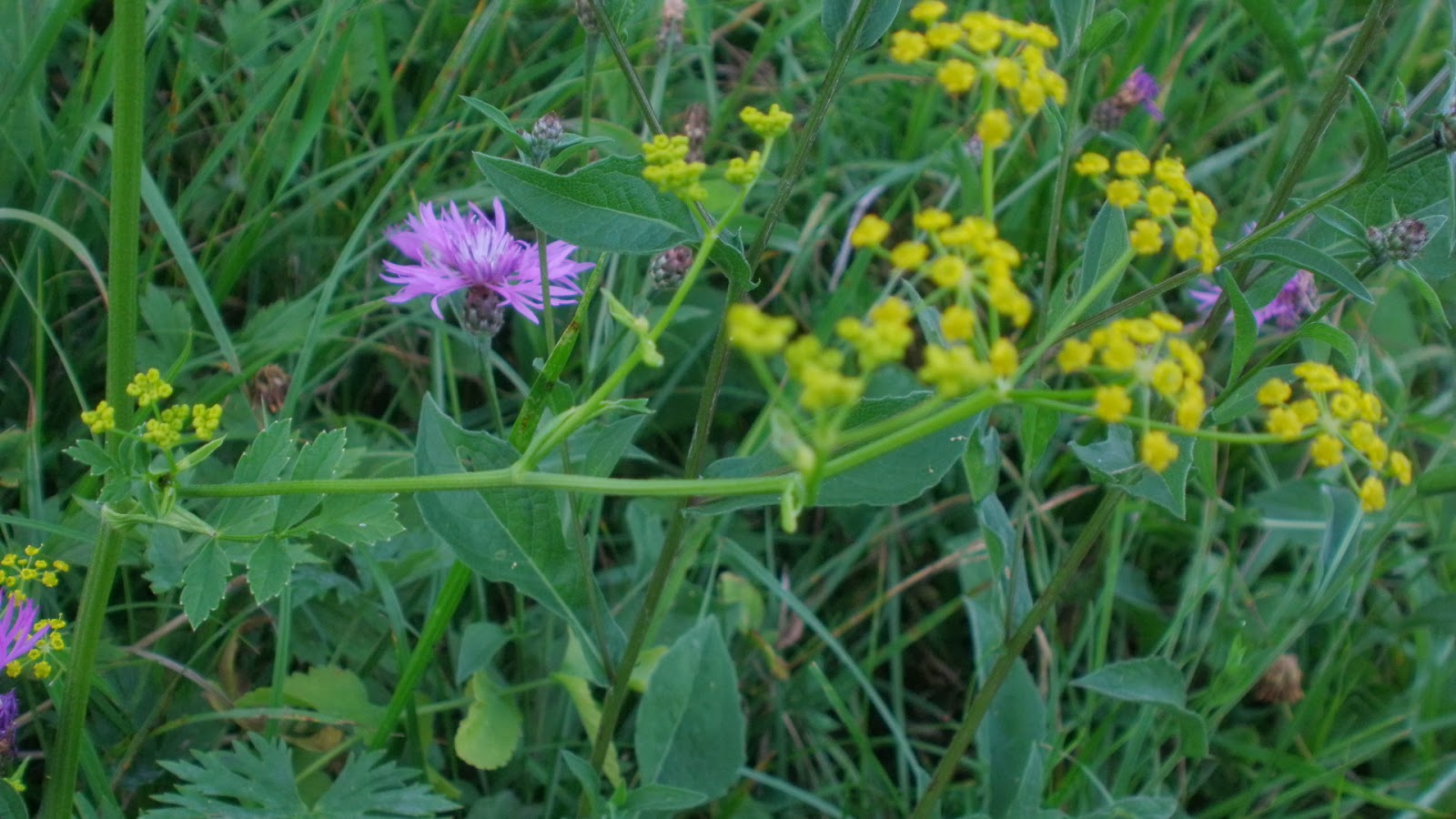 sostiene la corolla del fiore