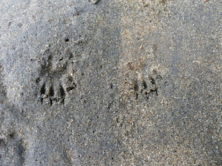 Traces de pas - Empreinte dans le sable - Traces d'animaux Traces de pas - Empreinte dans le sable - Traces d'animaux