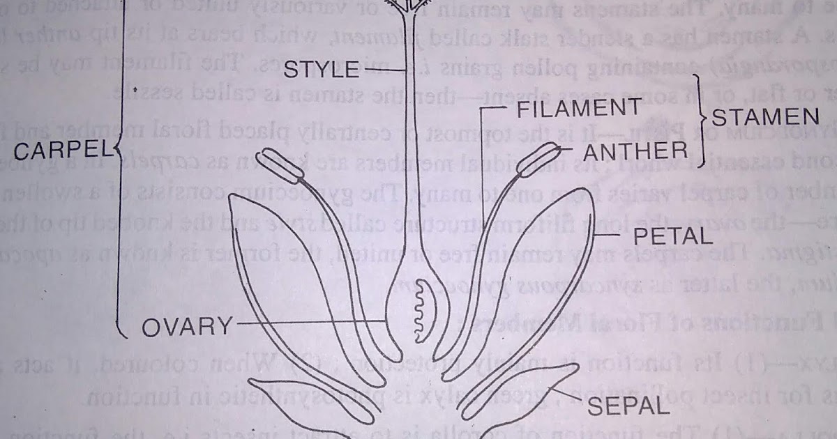 Parts of a Flower and their Functions -digieduco