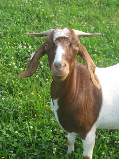 Nanny Boer Goat