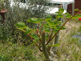 MORINGA - blogini