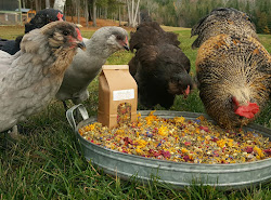 nesting box garden chickens herbs herb plant chicken coop boxes dried confetti fresheggsdaily hens eggs planting fresh flowers sprinkle signature