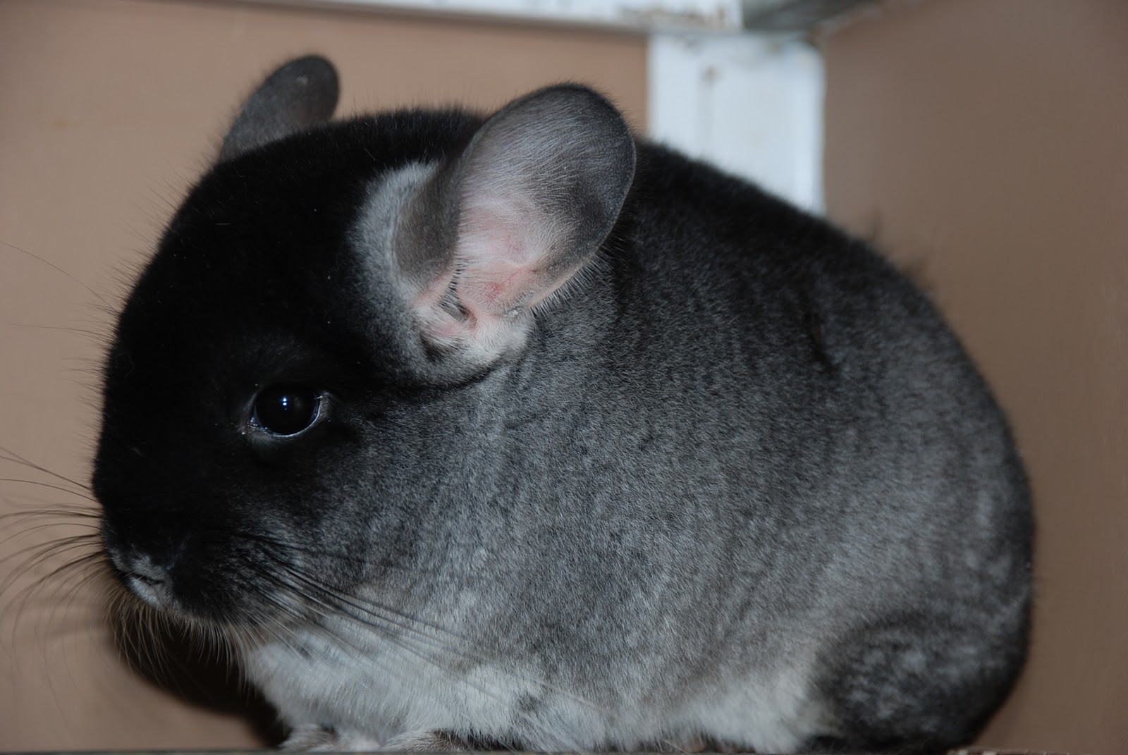 Spain Show Quality Chinchilla Breeders