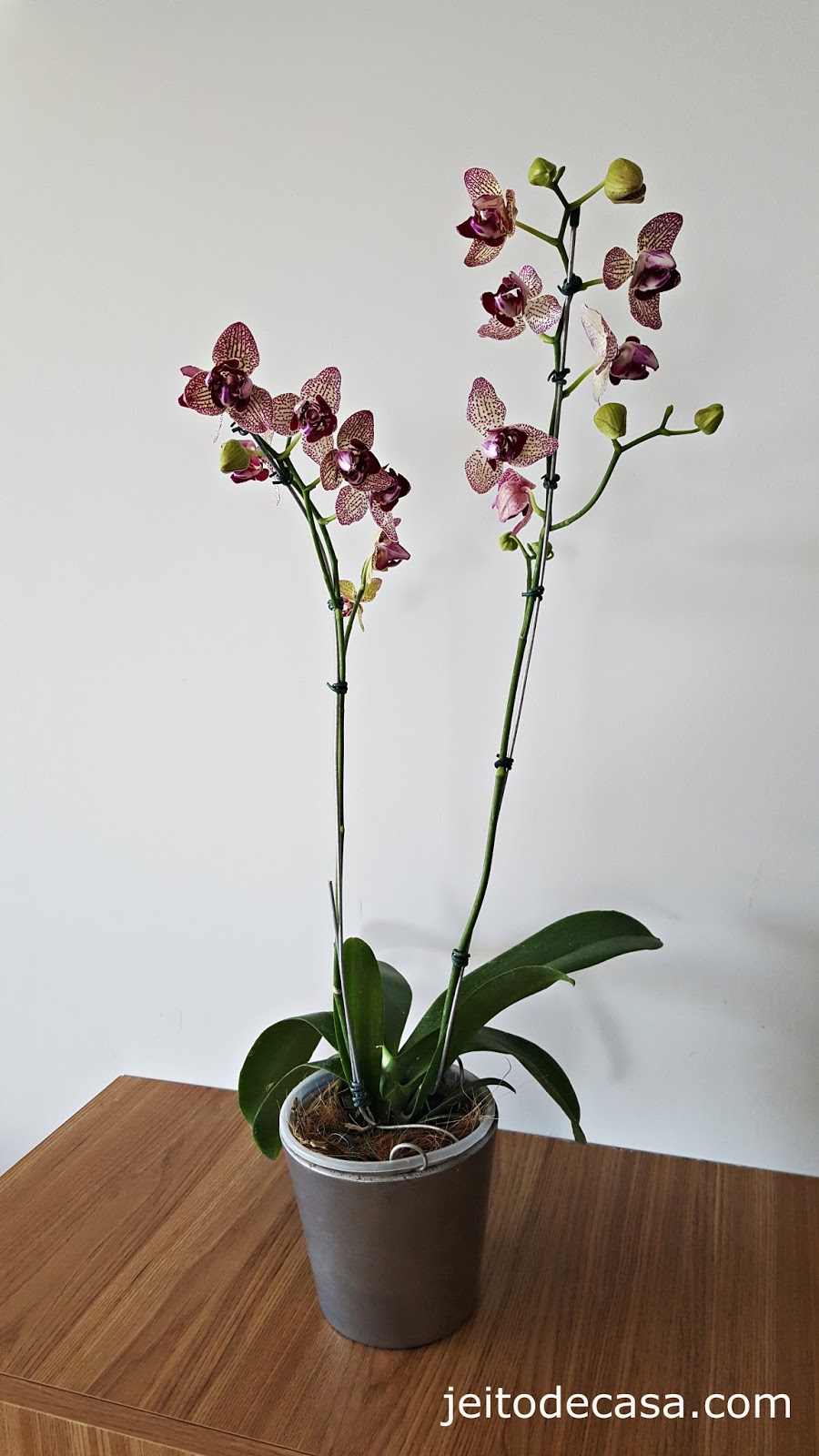 Orquídeas decorando o apê.... - Jeito de Casa - Blog de Decoração e  Arquitetura