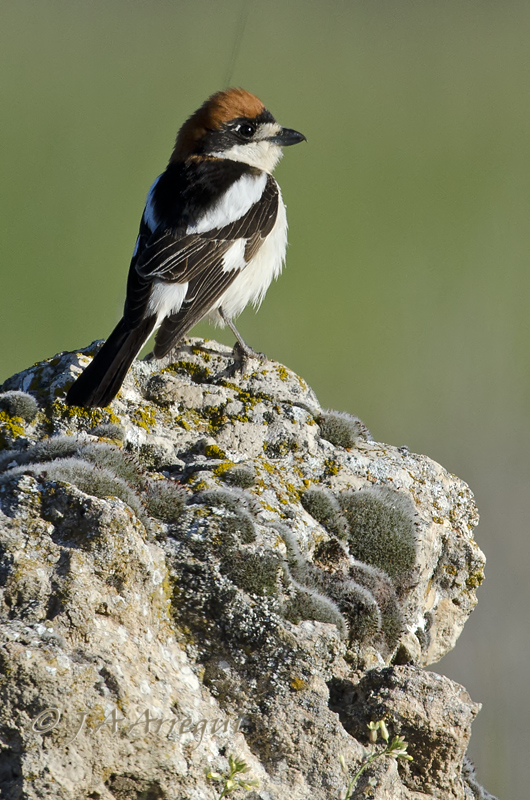 Alcaudón común, Lanius senator, Woodchat Shrike. Alcaudón común, Lanius senator, Woodchat Shrike.