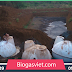 Sử dụng biogas cải tiến cho môi trường chăn nuôi
