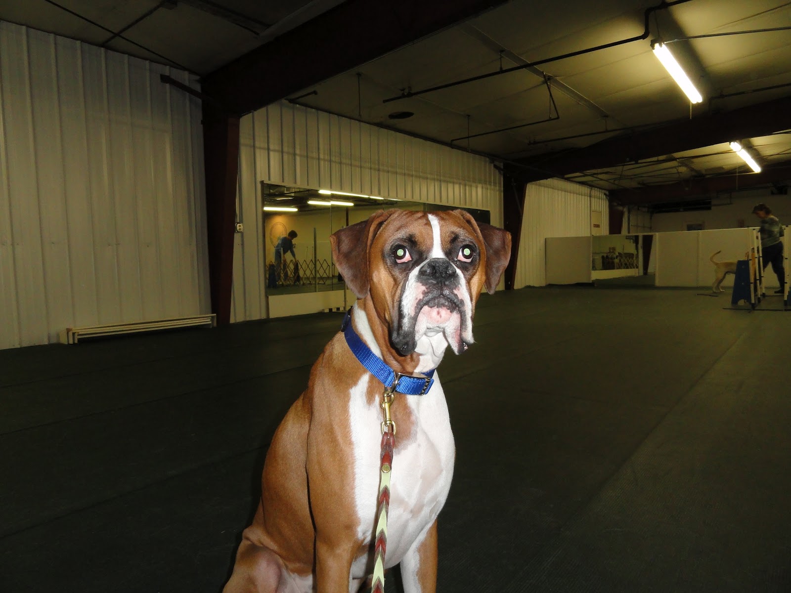 3 Dog BlogA Boxer Adventure Boxer Agility Update
