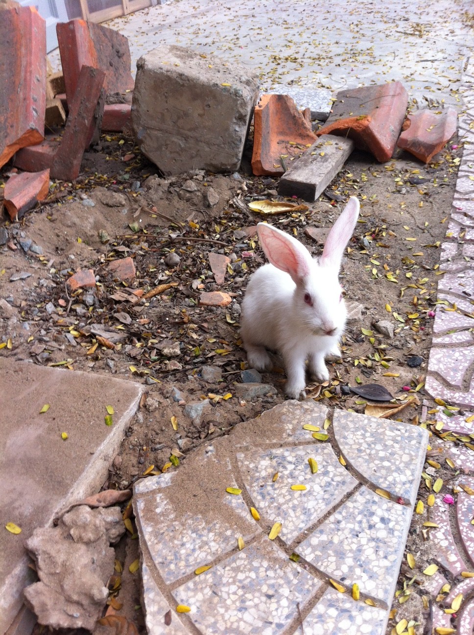 Vietnam with the Dowlers Random sitings