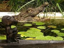 Resident crocodile in our Bali garden