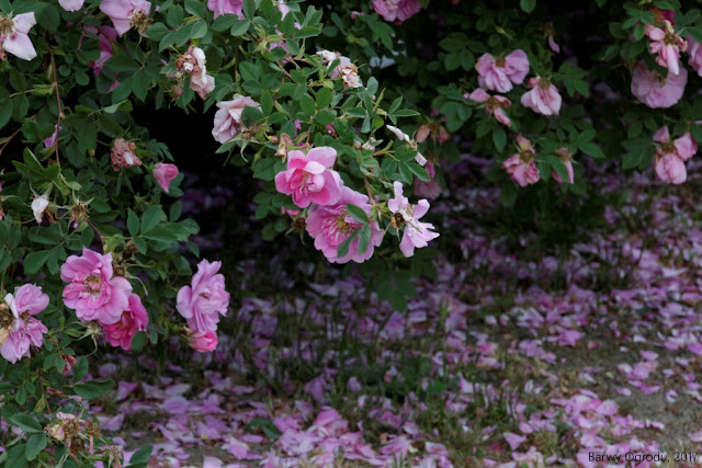 blog ogrodowy barwy ogrodu ogród botaniczny w Lublinie