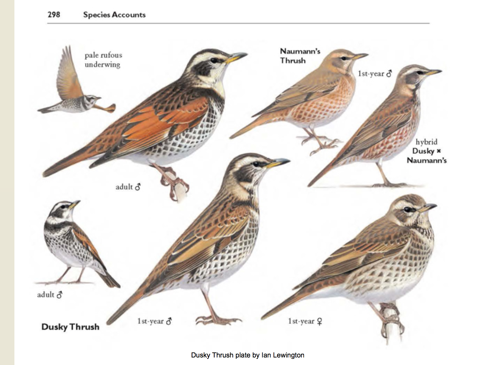 Cream Tea Birding: The Beeley Dusky Thrush