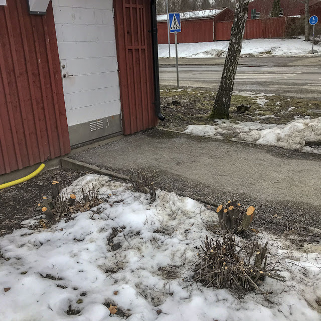 buskar, buskklippning, buskföryngring buskar, buskklippning, buskföryngring