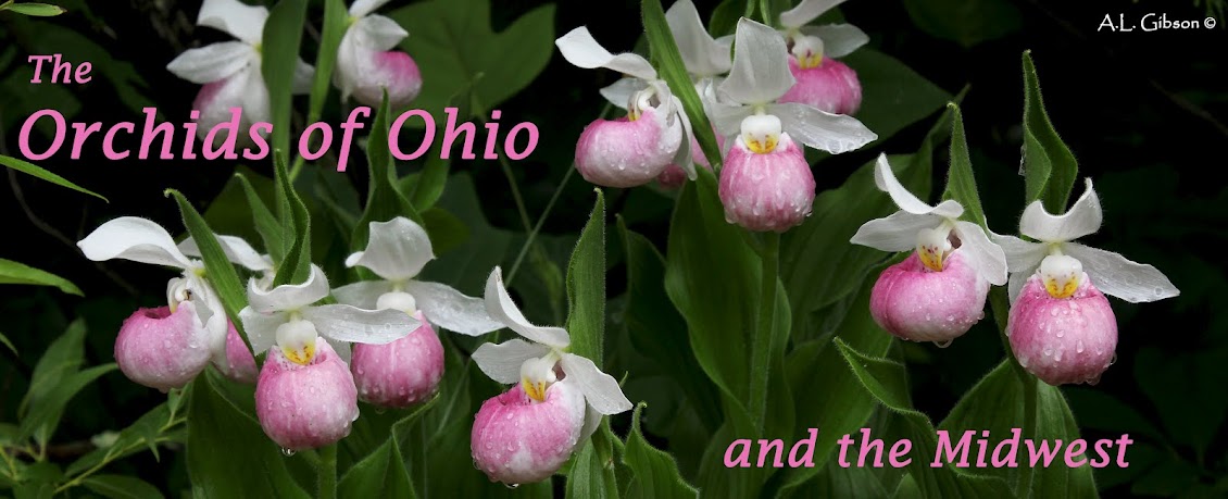 Orchids of Ohio and the Midwest