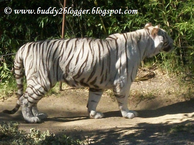 White Tiger Cincinnati Zoo and Botanical Garden