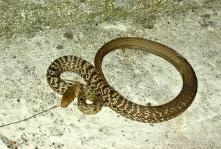 serpiente olorosa de Taiwan Elaphe carinata