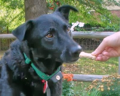 My Lady loves Good-Dog Cookies! All-Natural Dog Treats, just pantry ingredients, no chemicals or preservatives.