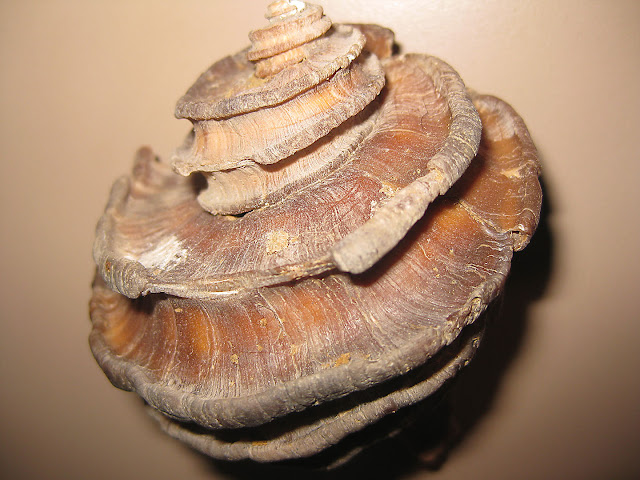 Ecphora Whelk Fossil