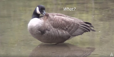 funny picture of goose saying what?