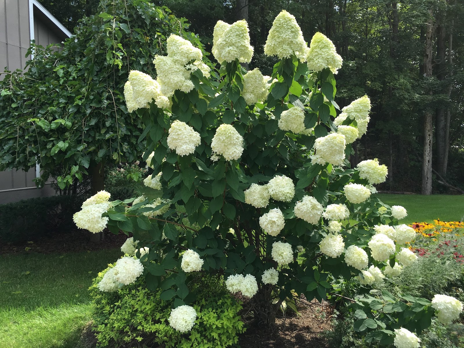 The Plant Hunter The Royal Horticulture Society Issues Final Report