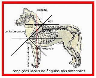 angulação dianteira angulação dianteira