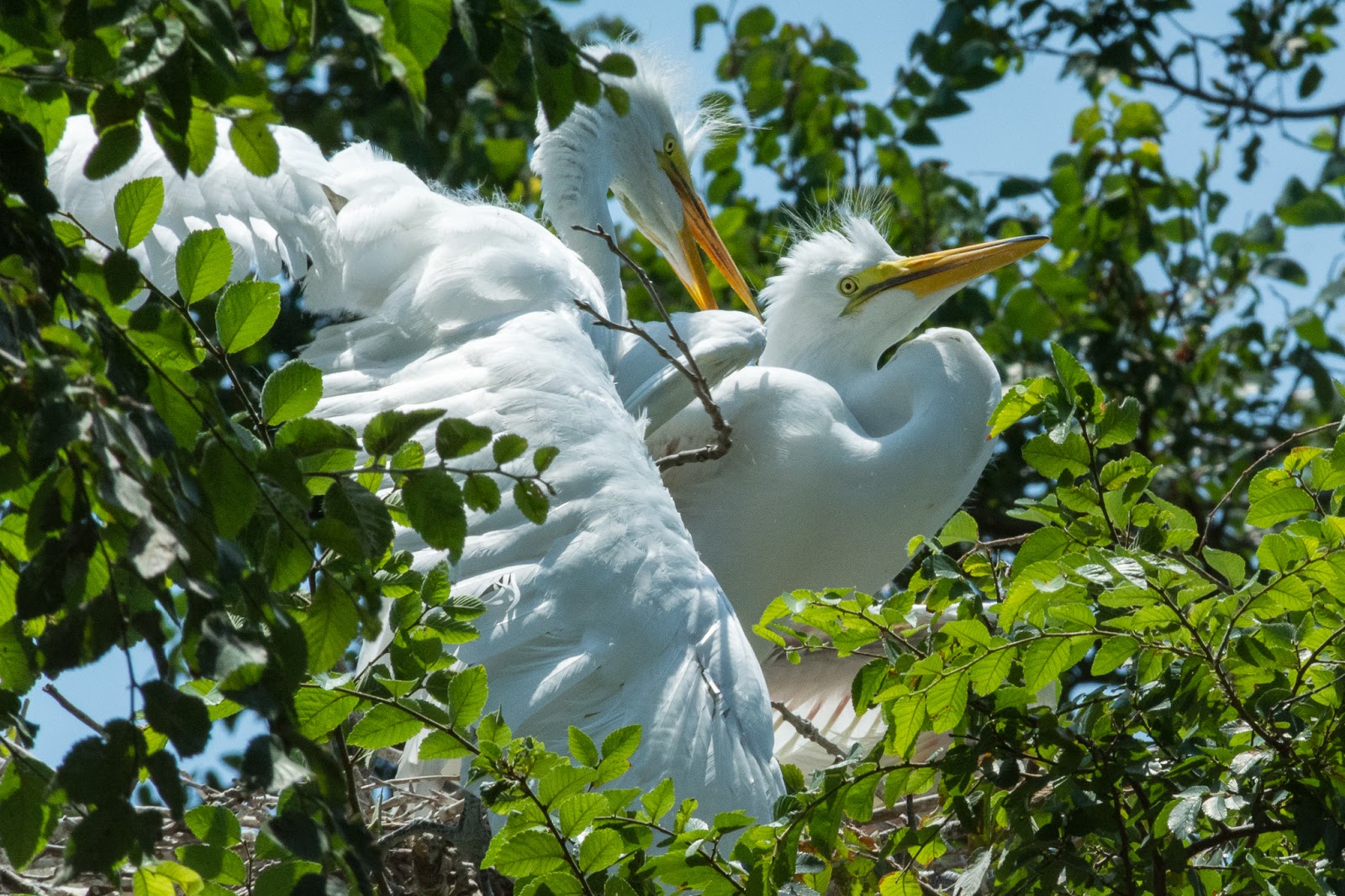 A Tree Falling: UT Southwestern Medical Center Rookery, June 2018