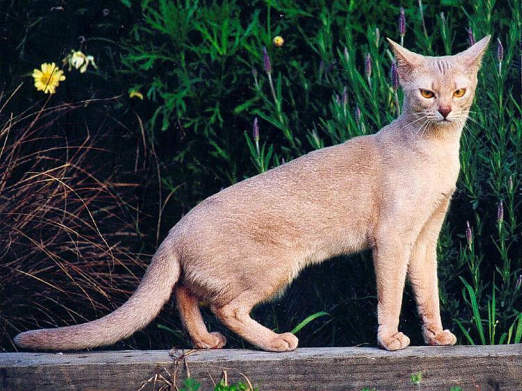 Encyclopedia of Cats Breed Fawn Abyssinian Cat