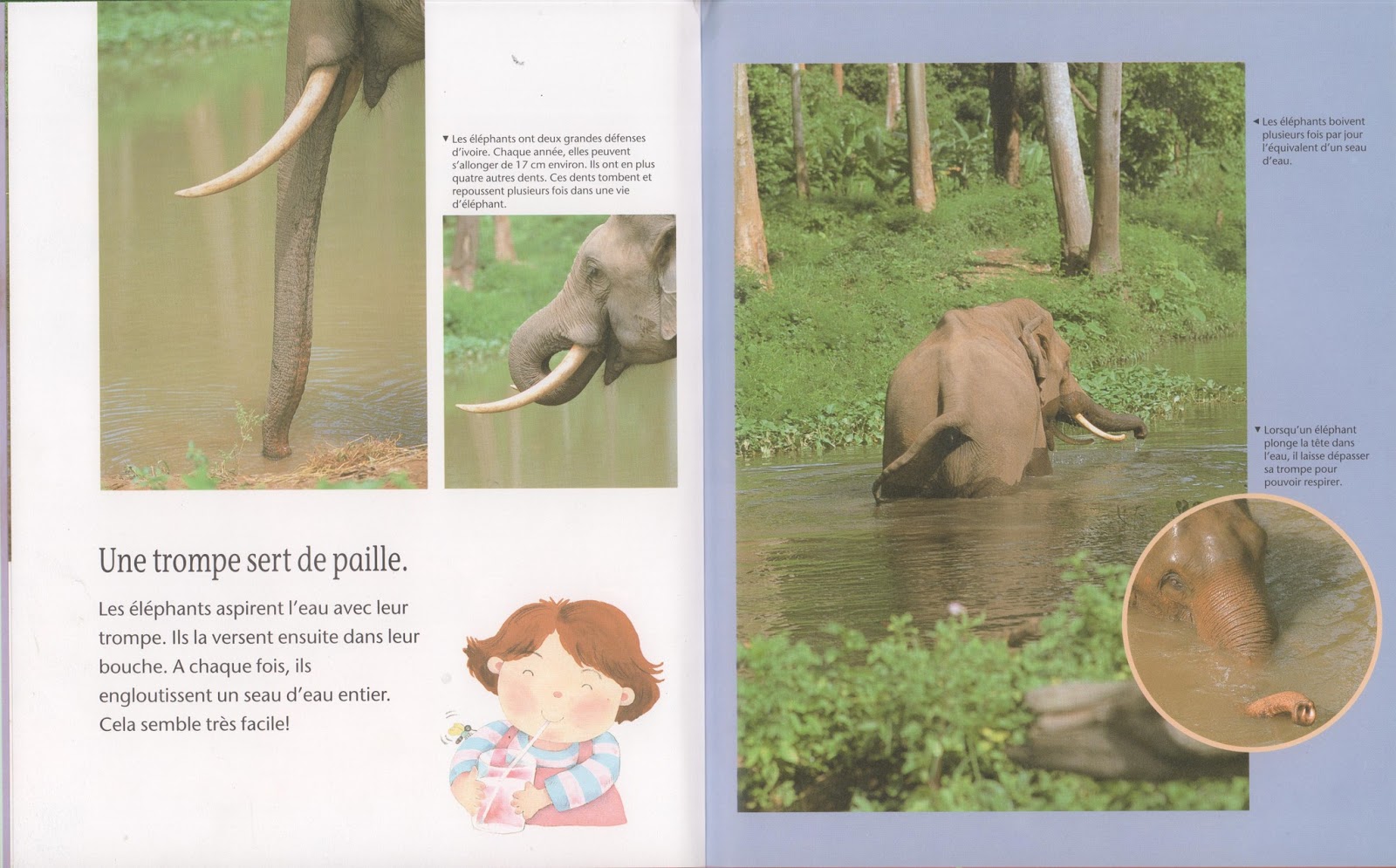 La Trompe De L éléphant Film Leçons de choses: La trompe de l'éléphant