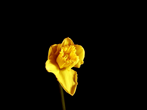 flores%2Bdesabrochando%2B%252837%2529.gi