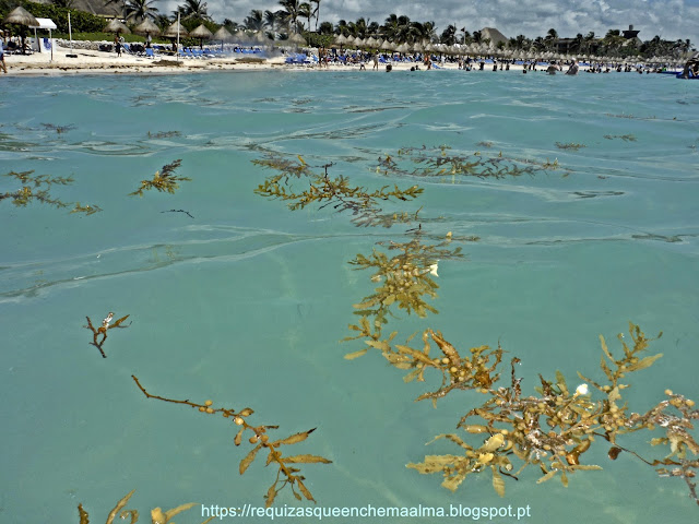 Praia de Tulum Algas
