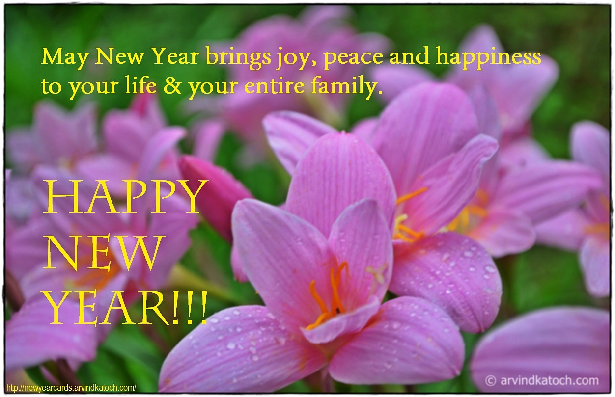 Hd True Pic New Year Cards 2020 Wild Flower New Year Card May