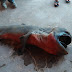 Raro tubarão é encontrado boiando no litoral do Piauí