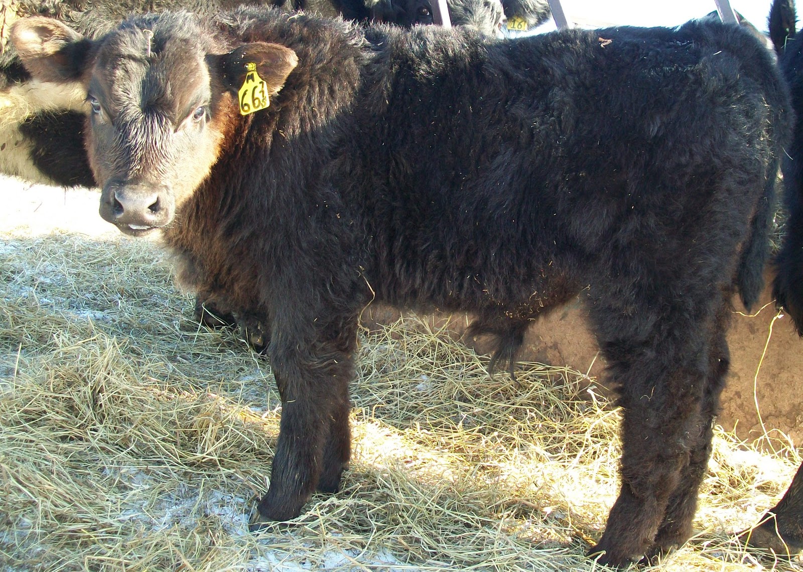 Duncan Livestock Tag 66 Highliner Bull Calf