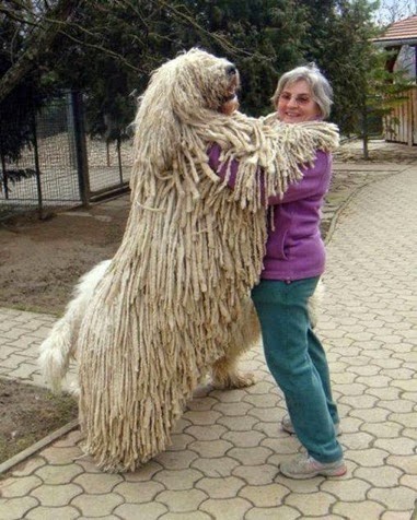 Giant white furry dog standing bigger than woman