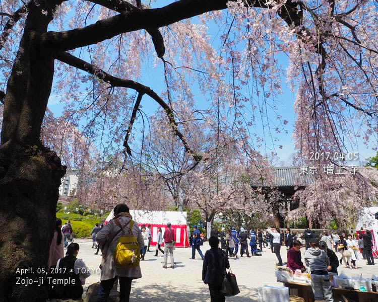 増上寺の桜