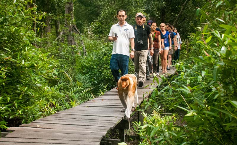 Here’s How You Can Travel to Borneo’s Richest Rainforests