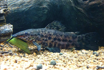 Makanan Hoplo Catfish