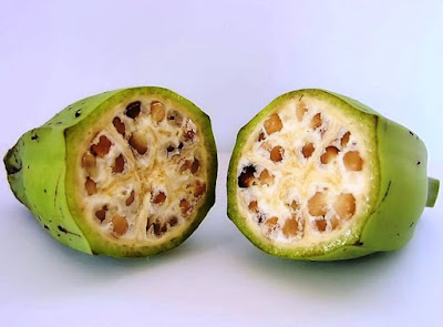 Pisang Klutuk Obat Ambeien