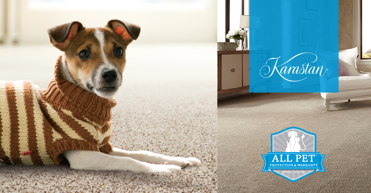 Harry's Carpets Unlimited 6 Tips to Find the Ideal Flooring for a Pet
