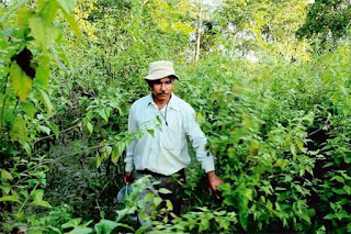 The hero who created an entire forest with his own hands