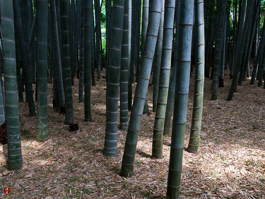FROM THE GARDEN OF ZEN The bamboo grove of Hokokuji