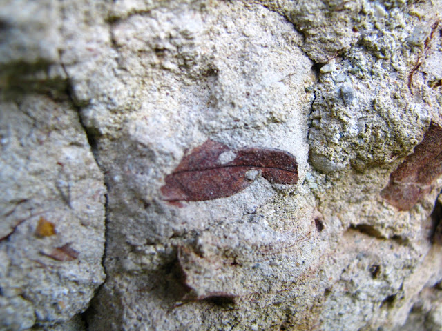 fossil leaf at El Abra member, Yumuri River