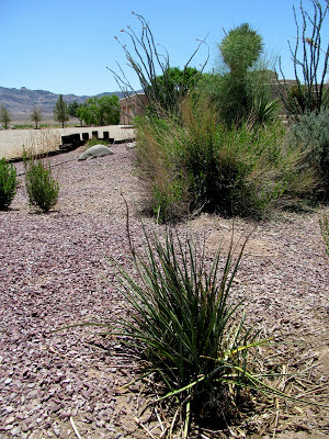 recovering yucca