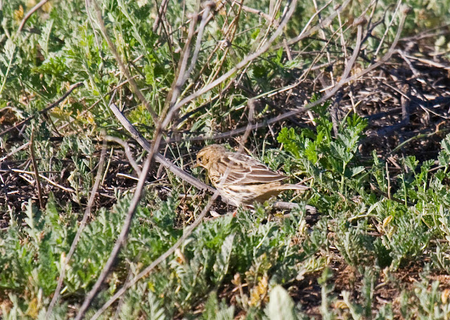 Red-throated Pipit Red-throated Pipit