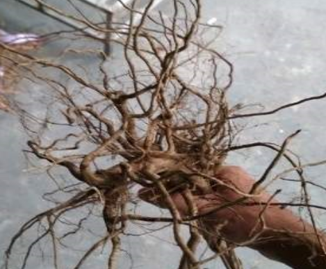 Sukaaquascape Kayu Senggani Aquascape Akar Unik Dengan Harga Murah