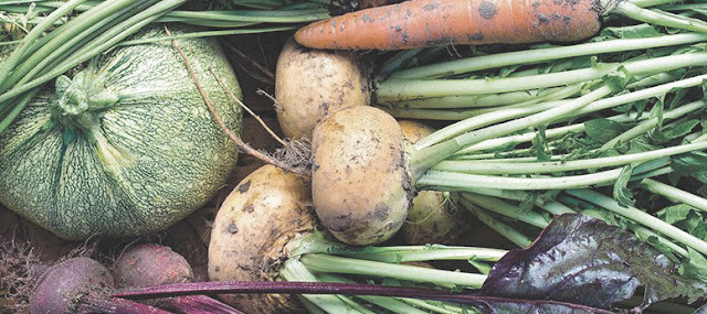 écolo-vegan-locavore-conso écolo-vegan-locavore-conso